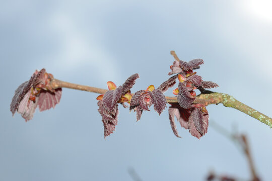 Blut Lambertsnu&szlig;, Corylus maxima Purpurea