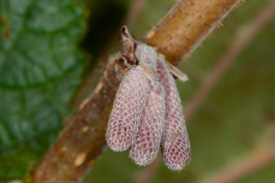 Blut Lambertsnu&szlig;, Corylus maxima Purpurea