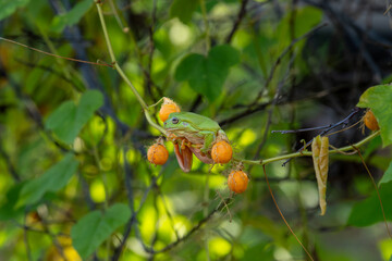Small green tree frog or Litoria caerulea merging or camouflaged against background green.