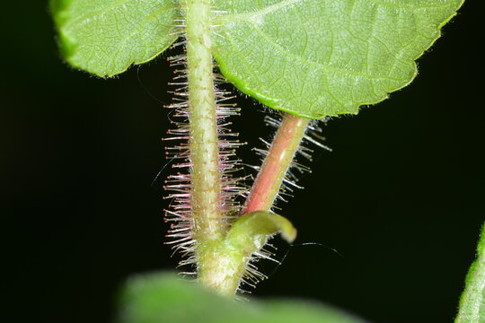 
"
Haselnuss, Corylus avellana, Blatt, Blattstiel"