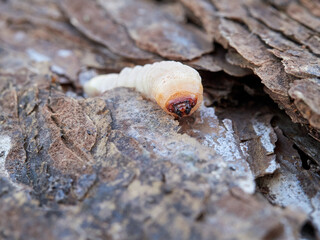 larva of a beetle of the family Cerambycidae, commonly known as woodworm or wood borer