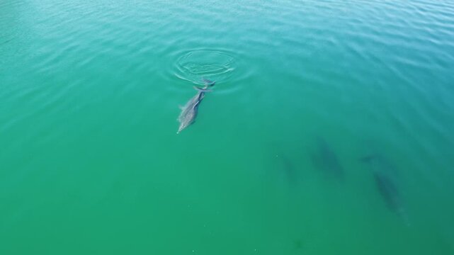 Following a pod of dolphins from drone 
