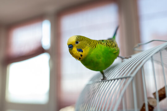 Green Budgerigar Parrot Perched on Top of a Metal Wire Bird Cage at Home Interior