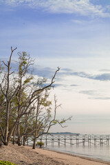 Sandy beach with bare trees and wooden pier under blue sky