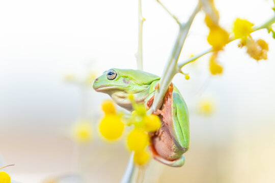Small green tree frog or Litoria caerulea on stem of yellow wildflower   acacia davyi plant.