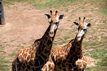 Two Giraffes Foraging