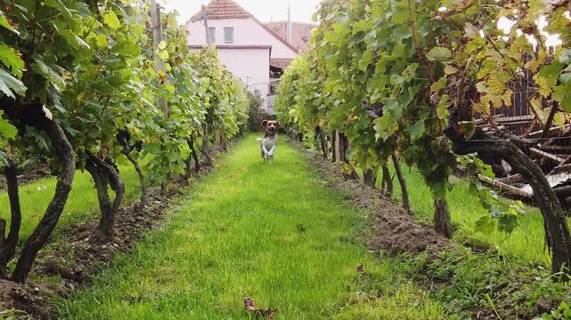Beagle dog running through vineyard rows towards camera in slow motion. Sunny countryside landscape with green vines and warm natural light. 