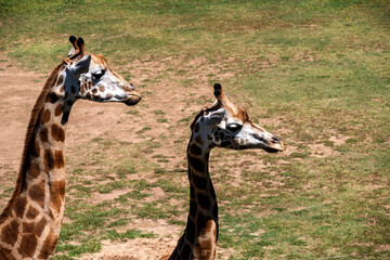 Two Giraffes Foraging