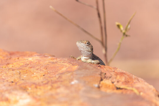 Two-lined Dragons or Diporiphora winneckei on edge of rock