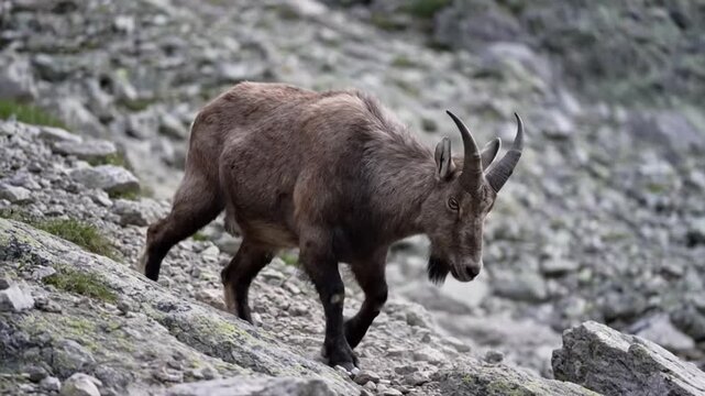 Majestic ibex navigating the treacherous steep rocky alpine mountain terrain with sturdy hooves and impressive curved horns.