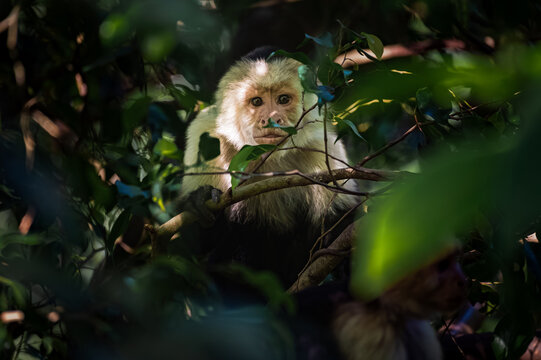 Colombian white-faced capuchin (Cebus capucinus)