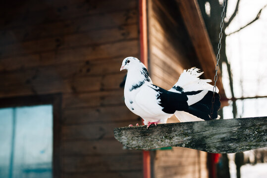 Purebred black and white pigeon