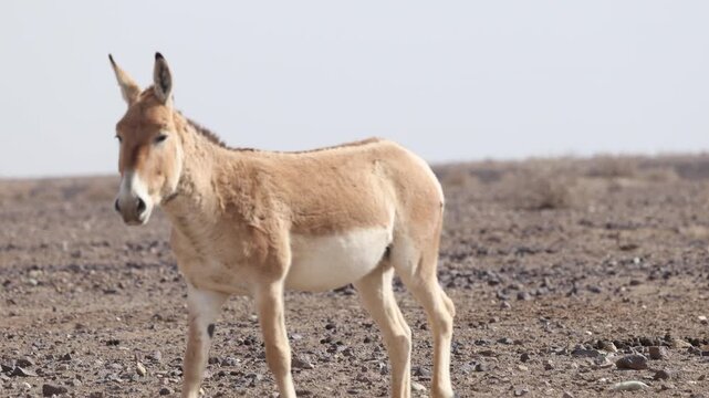 Iranian onager (Asiatic wild ass) walking and grazing in arid desert landscape, wildlife in Iran, natural habitat, close up and wide shots