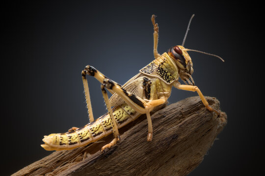Desert Locust