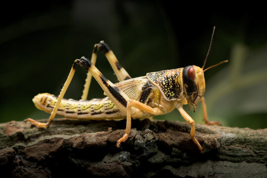 Desert Locust