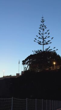 Cinematic evening silhouette of a tall Norfolk Island pine against a blue twilight sky