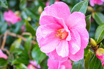 A close-up shot of a camellia flower with raindrops on the inflorescence