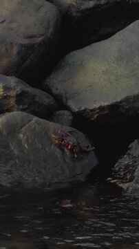 Close-up of a crab on wet basalt stones at the water's edge, Funchal