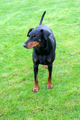 Black Doberman dog in the country side 