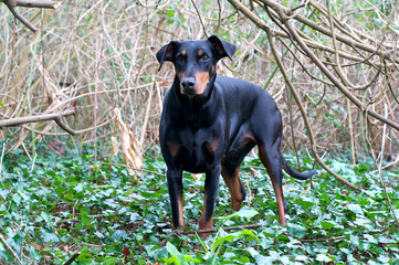 Black Doberman dog in the country side 