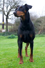 Black Doberman dog in the country side 