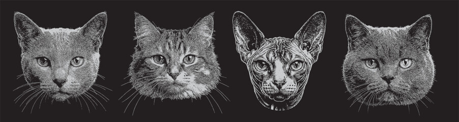 Vector a stunning collection pack of four detailed cat portraits in a striking monochrome stipple art style illustrated on a black background © Royalika