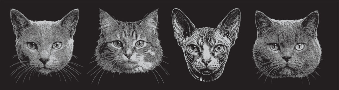Vector a stunning collection pack of four detailed cat portraits in a striking monochrome stipple art style illustrated on a black background
