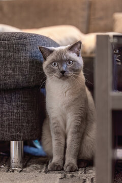British Shorthair colorpoint cat sitting calmly indoors between furniture, showing alert posture in cozy home setting