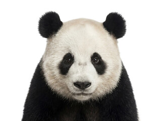 Giant panda portrait, closeup. Isolated on transparent background (PNG) © Trixy