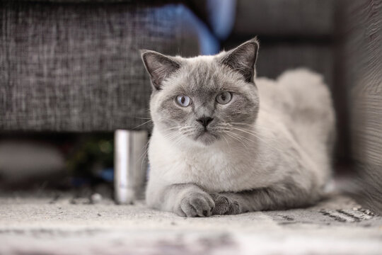 British Shorthair colorpoint cat sitting calmly indoors between furniture, showing alert posture in cozy home setting