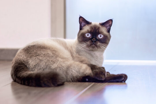 British Shorthair colorpoint cat sitting calmly indoors between furniture, showing alert posture in cozy home setting