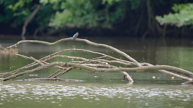 Common kingfisher (Alcedo atthis) sits on a thin branch above the water surface. The bird looks down and searches for prey in the water.