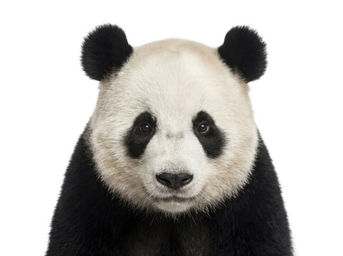 Giant panda portrait, closeup. Isolated on transparent background (PNG)