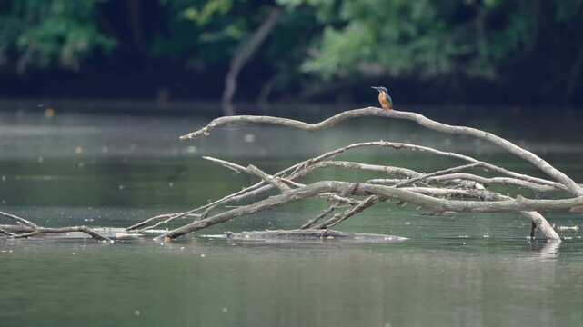 Common kingfisher (Alcedo atthis) perches on a thin branch above the water. The bird rests and cleans its feathers with its beak.