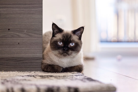 British Shorthair colorpoint cat sitting calmly indoors between furniture, showing alert posture in cozy home setting