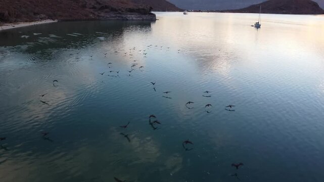 Birds skimming ocean surface near shore sunrise 