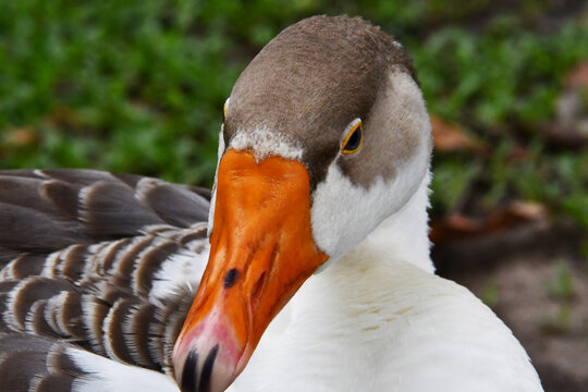 Ganso f&ecirc;mea se repousando para dormir no gramado do jardim do Museu da Rep&uacute;blica antigo Pal&aacute;cio do Catete - RJ 
