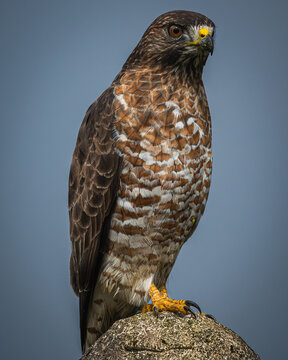 Broad-winged hawk (Buteo platypterus)