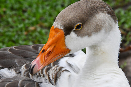 Ganso f&ecirc;mea se repousando para dormir no gramado do jardim do Museu da Rep&uacute;blica antigo Pal&aacute;cio do Catete - RJ 