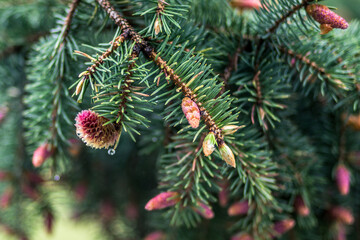 fir-cone © Tomas Pikturna