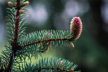 fir-cone © Tomas Pikturna