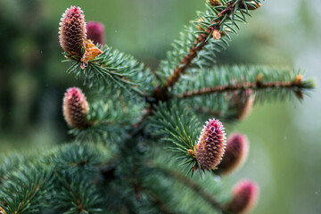 fir-cone © Tomas Pikturna