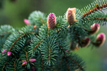 fir-cone © Tomas Pikturna