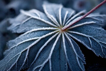 Naklejka premium Frozen leaf veins covered in hoarfrost macro detail