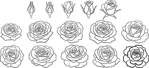 Roses coloring page for adults black and white rose illustrations