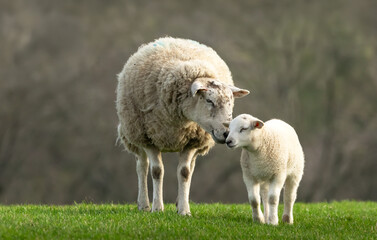 Sheep and Lamb. Close up of a tender moment when a mother sheep nuzzles her newborn lamb in late February. Concept: a mother's love.  Wensleydale. Horizontal. Space for copy. Yorkshire Dales. UK © Moorland Roamer