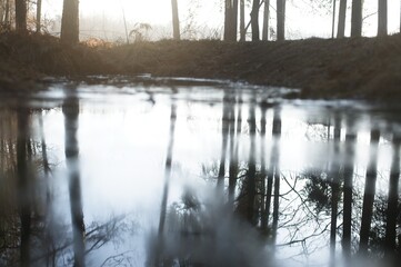 Low angle view of a calm forest stream reflecting tree trunks and branches under daylight. © TomashRyś