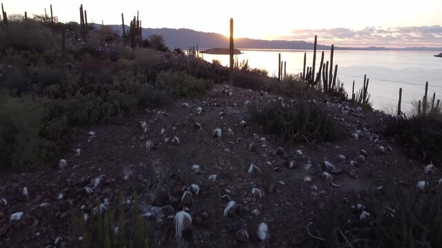 Fly over cactus on island in ocean 