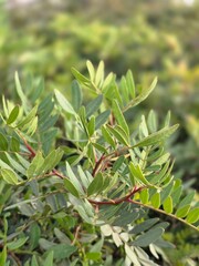 Fototapeta premium Green plants
