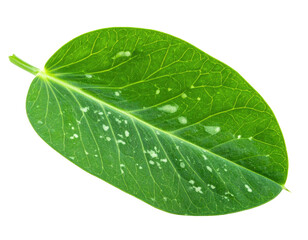 Fototapeta premium A bright green, oval leaf with visible veins and small white spots